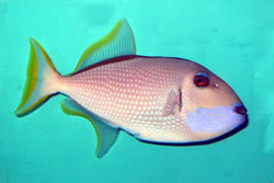 Blue Throated Triggerfish