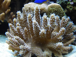 Cathedral Coral