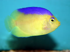 Cocos-Keeling Angelfish