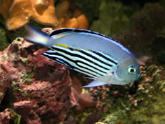 Watanabei Angelfish 