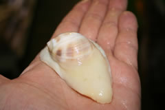White Moon Snail